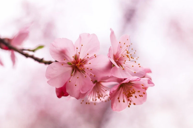 sakura-la-gi-kham-pha-ve-ep-va-y-nghia-hoa-anh-ao-nhat-ban_171