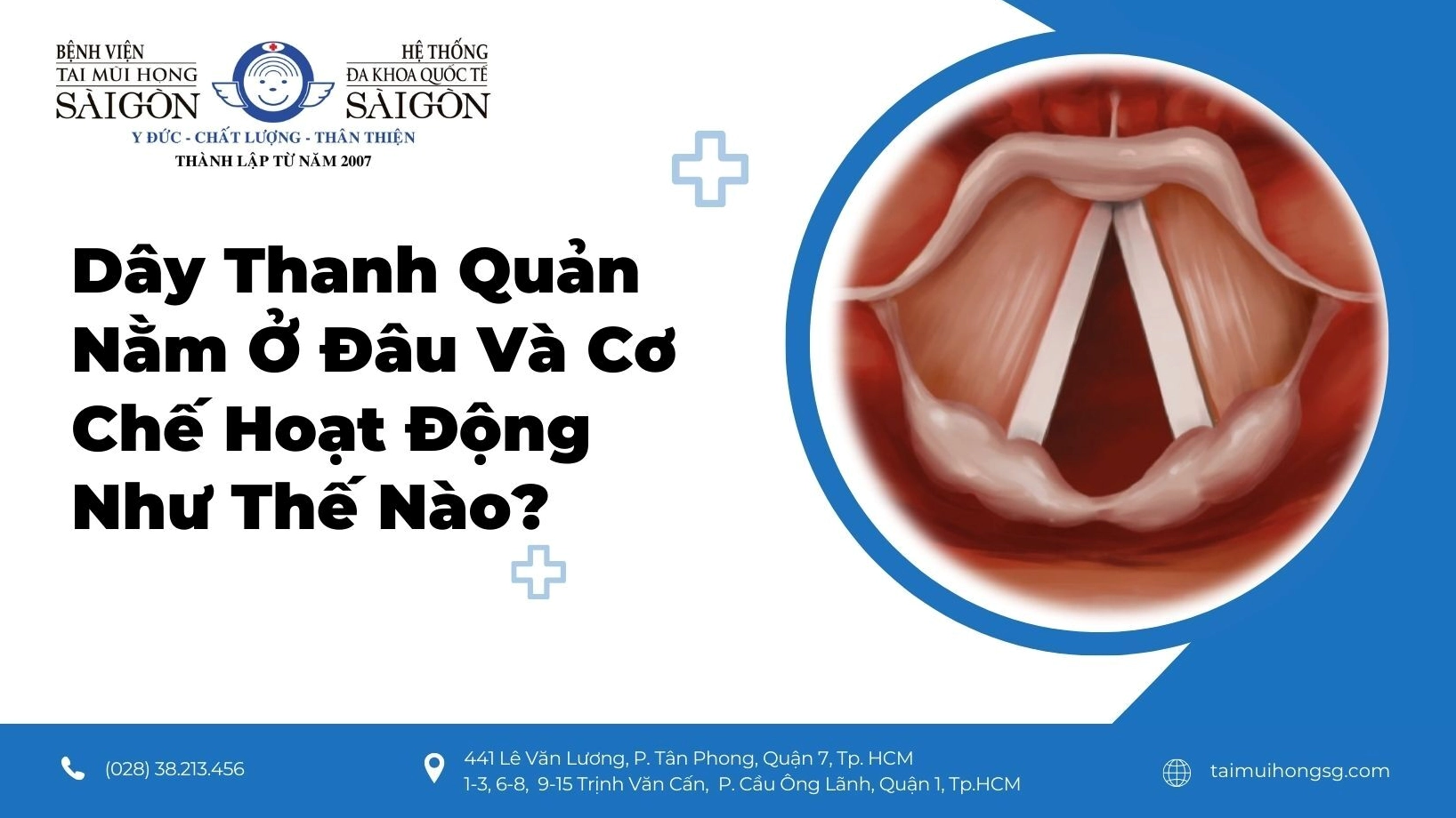 thanh-quan-cau-tao-chuc-nang-va-cac-benh-ly-thuong-gap_941