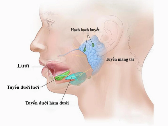 tuyen-nuoc-bot-cam-nang-toan-dien-ve-vai-tro-va-suc-khoe-ran_820
