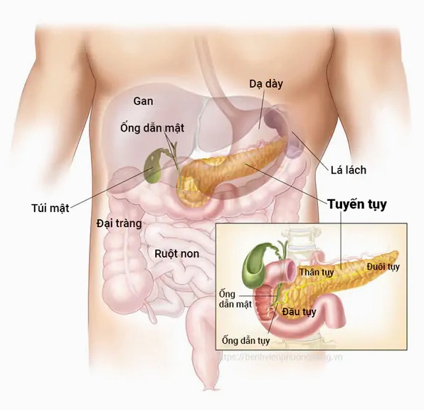 tuyen-tuy-la-gi-vai-tro-quan-trong-voi-suc-khoe-toan-dien_572