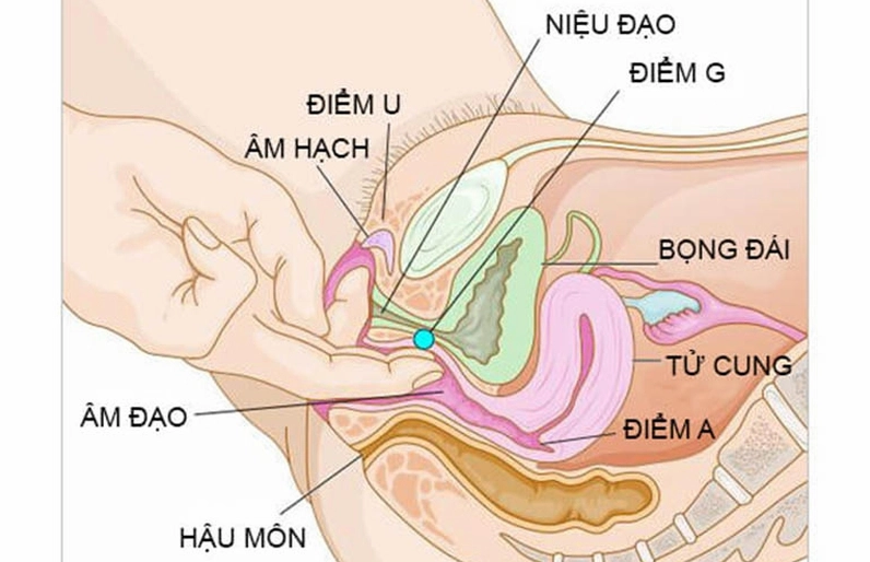 Vị trí của điểm G trên thành âm đạo