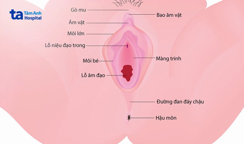 Vị trí của màng trinh trong cơ quan sinh dục nữ