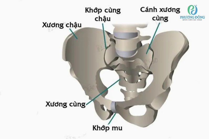 Vị trí của xương mu trong khung xương chậu