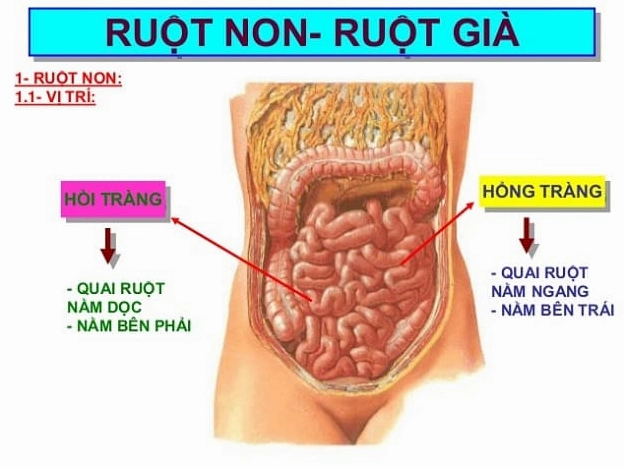 viem-hoi-trang-nguyen-nhan-trieu-chung-va-cach-ieu-tri-toan-_697